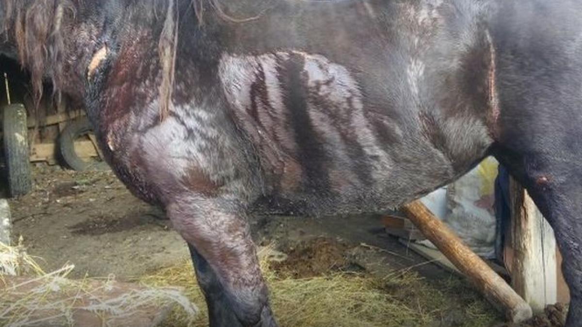 cal cu un tractor si taiat drujba