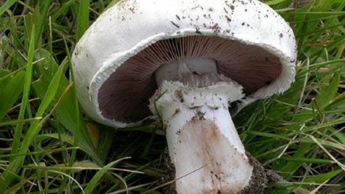 ciuperca uriasa gasita pe un camp in apropiere de timisoara
