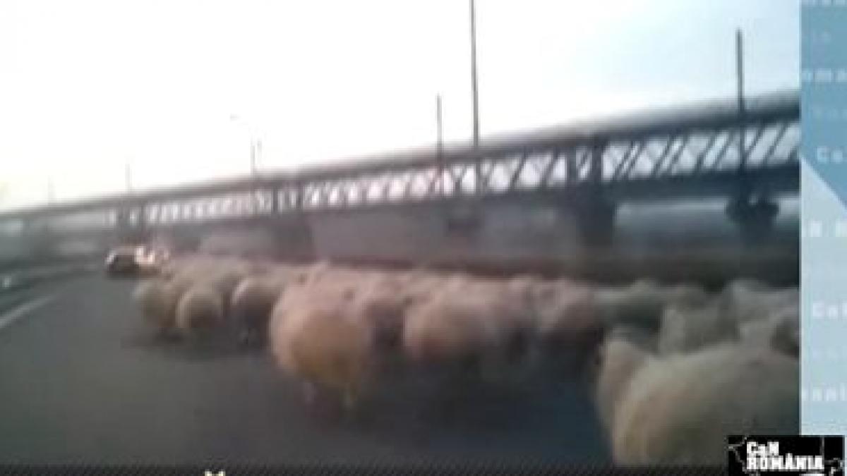 can romania autostrazi oi