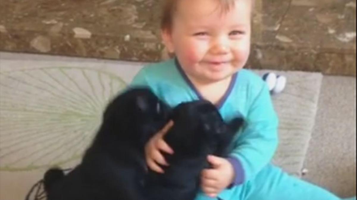 pui catel bebelus imagini amuzante