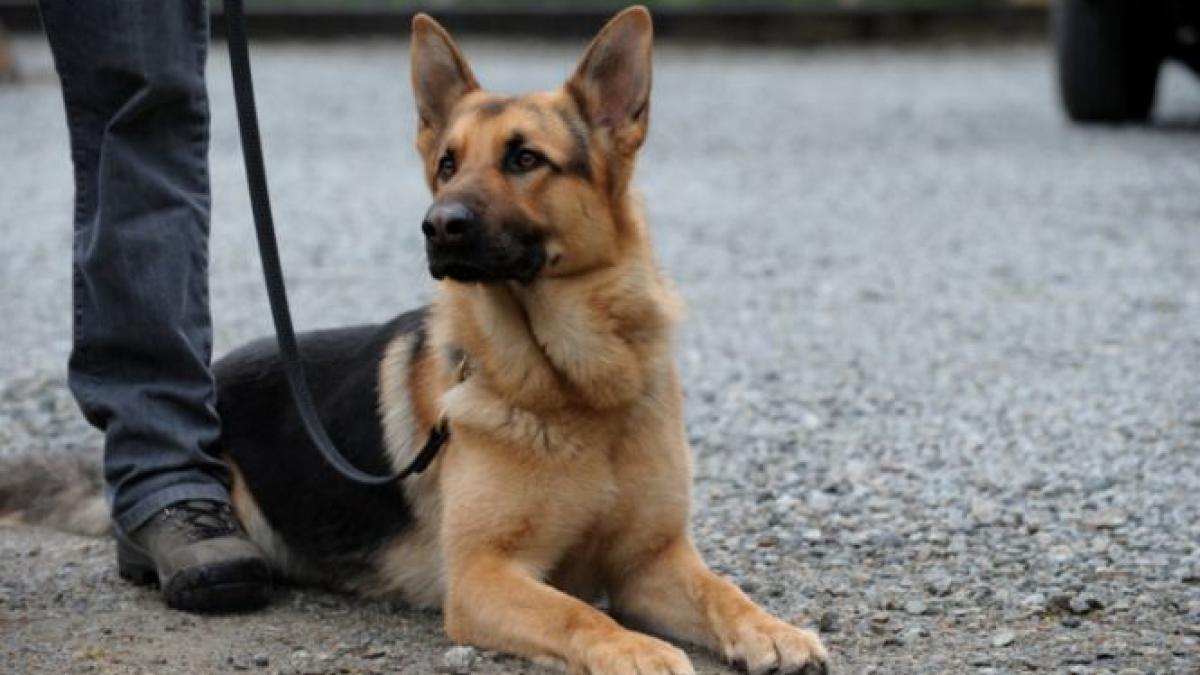 batrana salvata caine politist comuna siretel