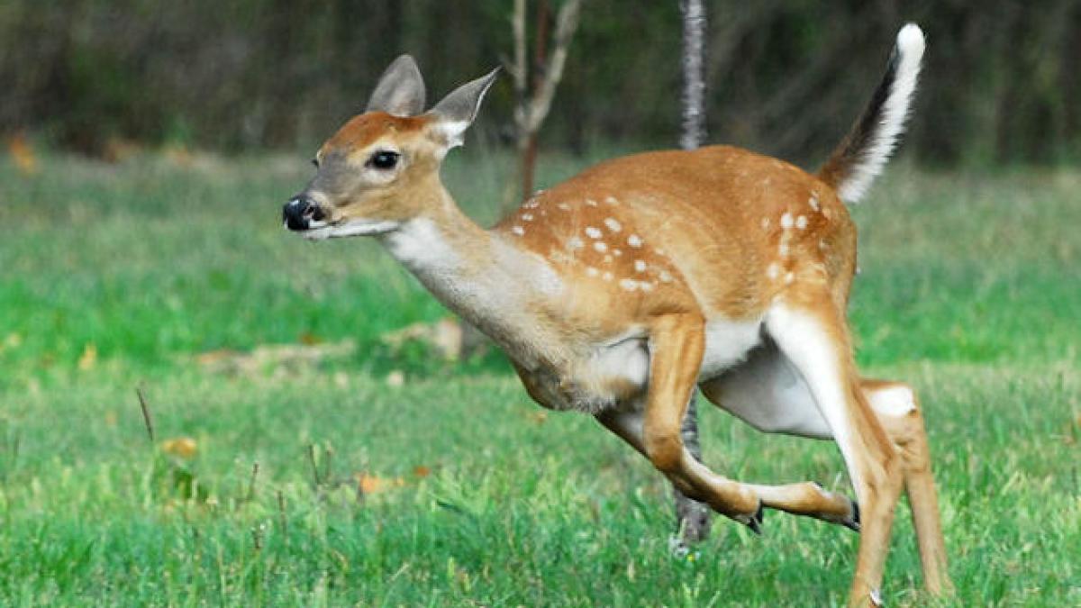 caprioarele se pricep la fotbal uite ce face simpaticul animal odata ajuns pe teren