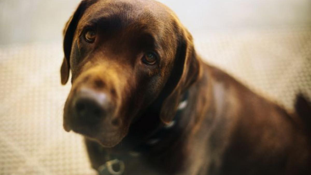 caine trigger impuscat stapana picior