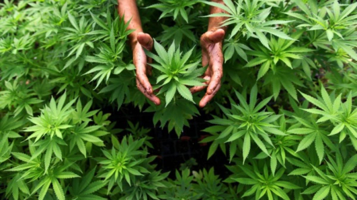 chile canabis cancer epilepsie