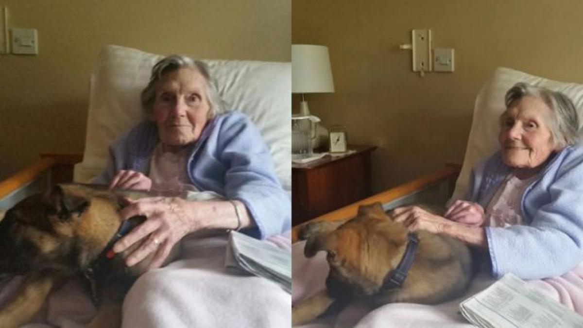 efectul emotionant pe care un caine l a avut asupra unei batrane s a luminat pur si simplu la fata