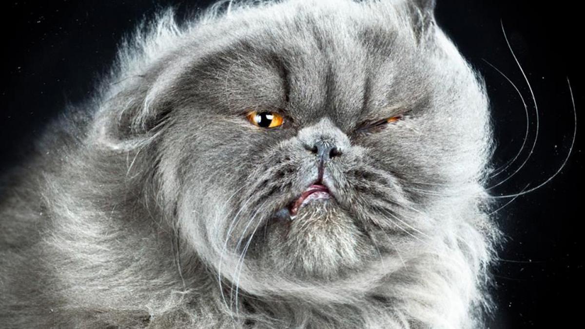 sedinta foto amuzanta cu portrete de pisici in miscare