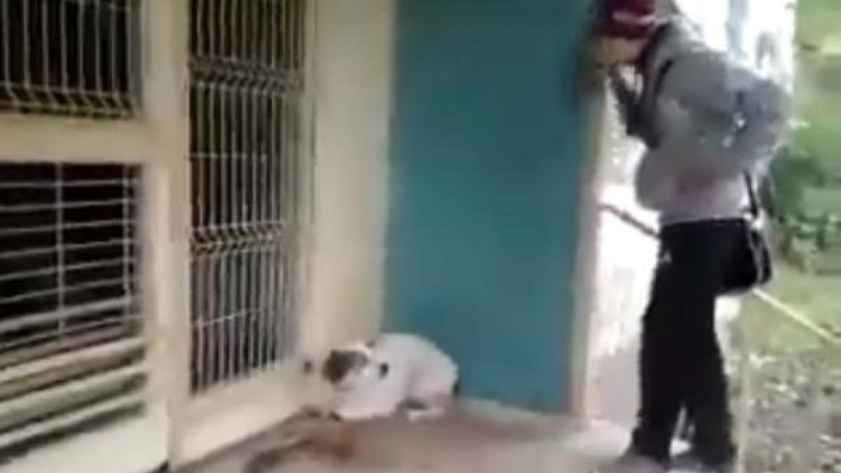 cum isi bat joc doi tineri romani de un caine maidanez video scandalos