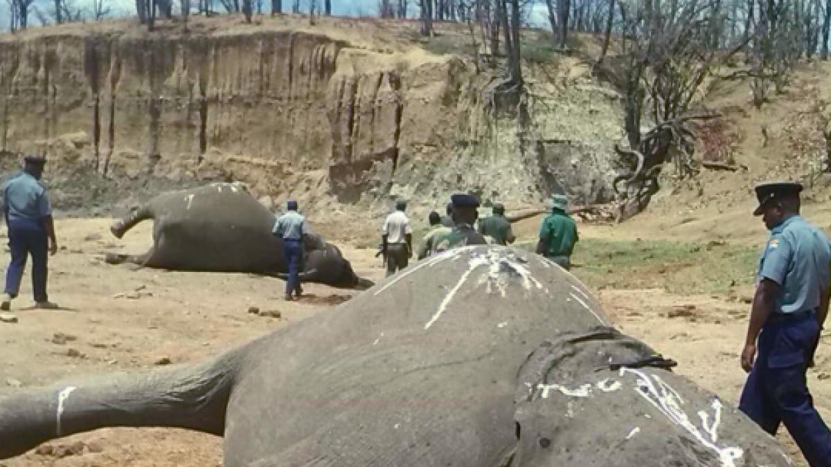 elefanti ucisi de paznici