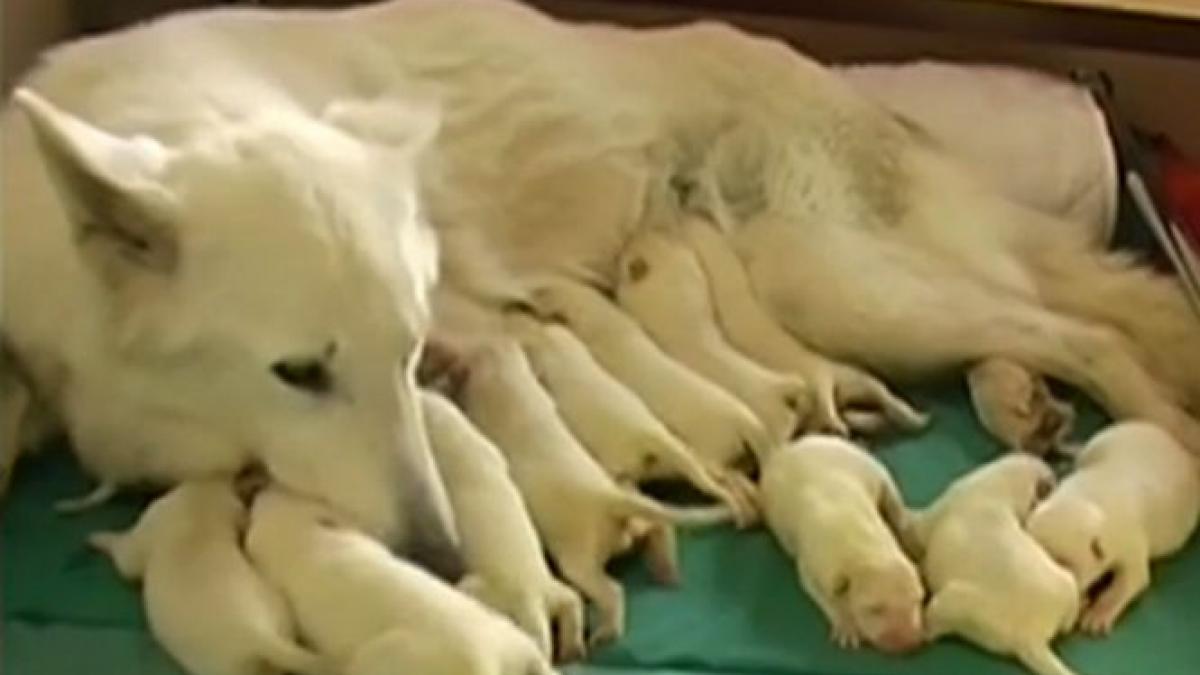 record canin romania catelusa pui