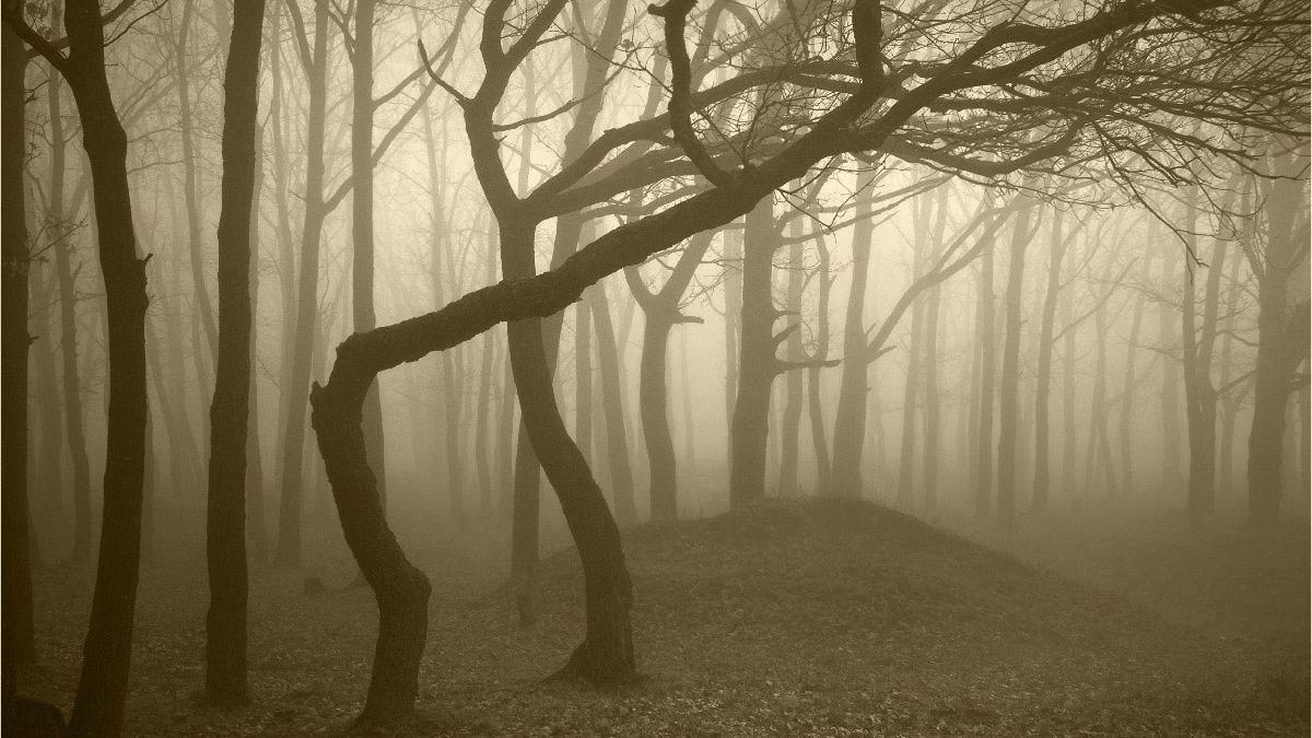 padure transilvania nine gag