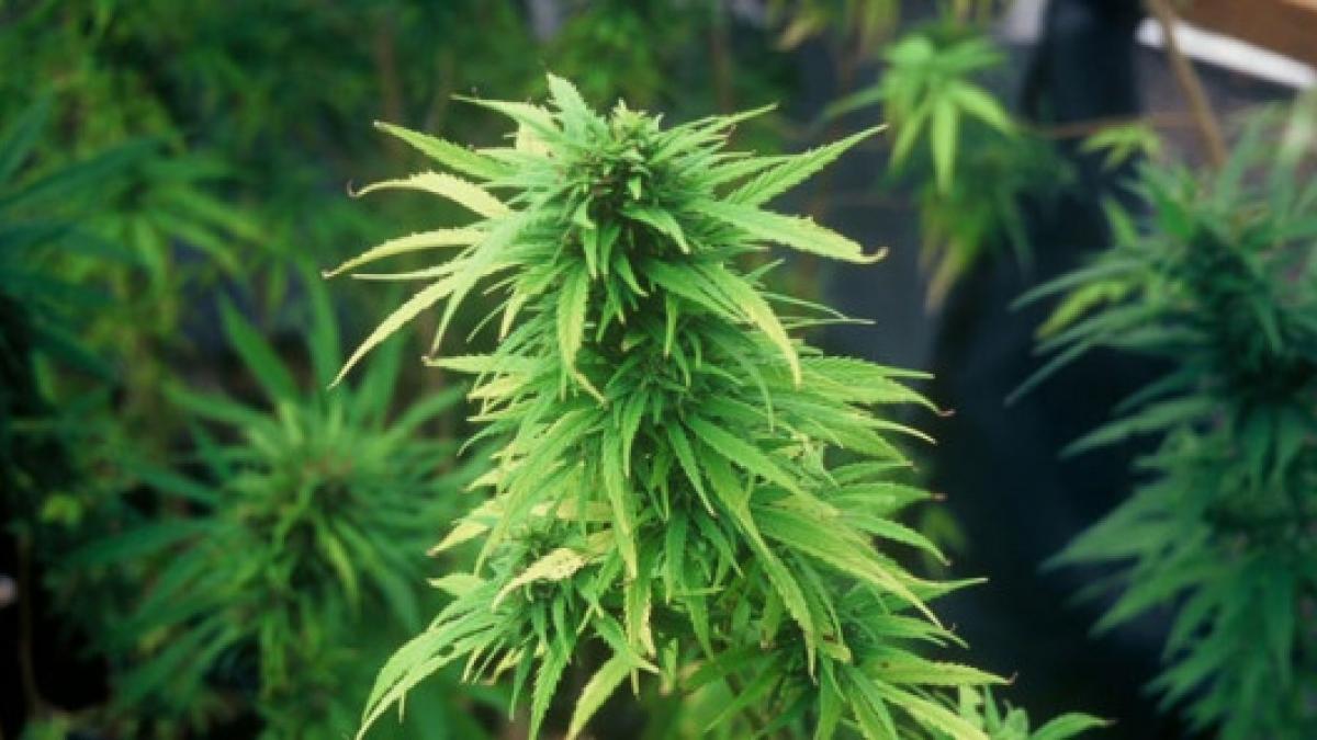 droguri consum de droguri irlanda