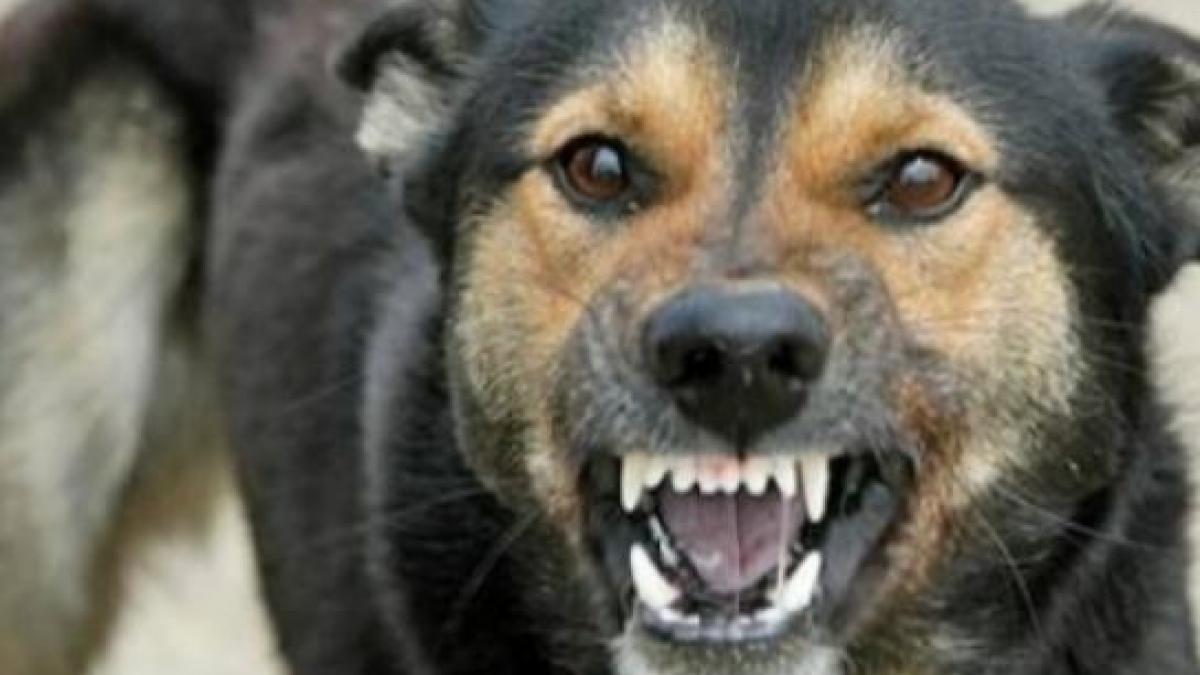 o mare sportiva a fost muscata de un caine