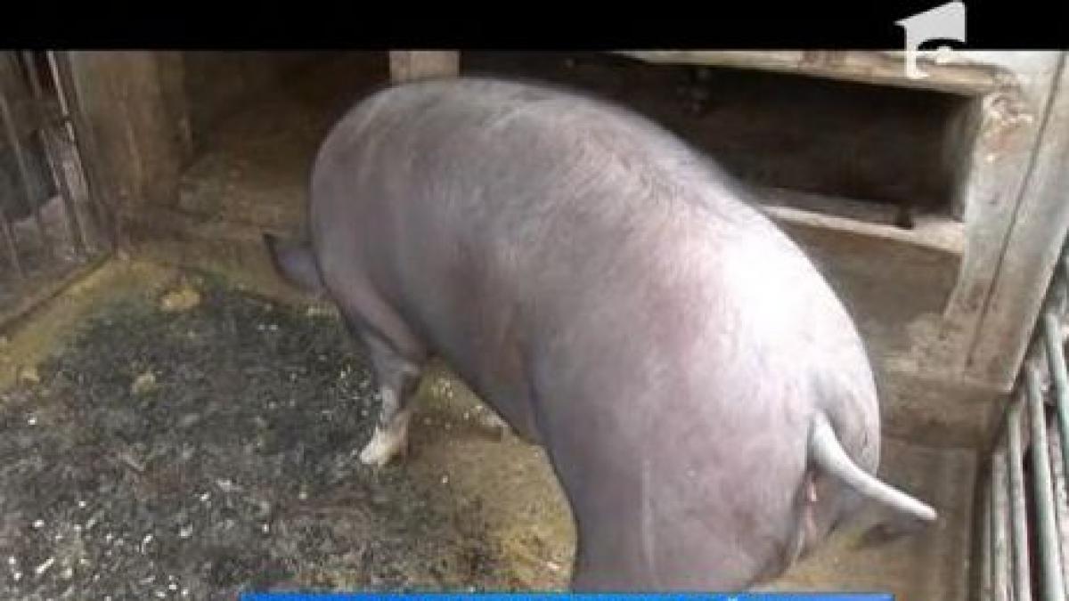 porcii bio au fost scosi deja la vanzare pe internet