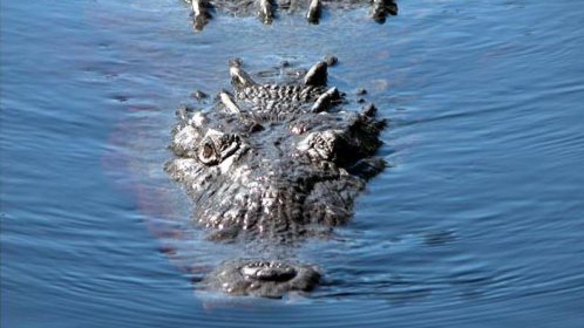 crocodili flamanzi pe post de paznici la inchisorile din indonezia