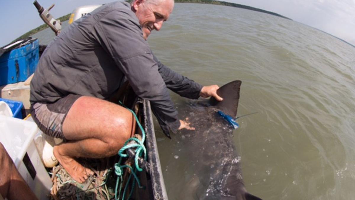 rechin dinti sulita speartooth gps