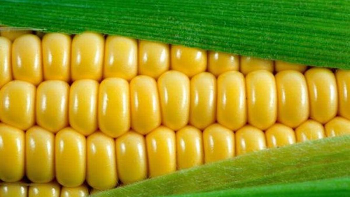 productie porumb scadere seceta