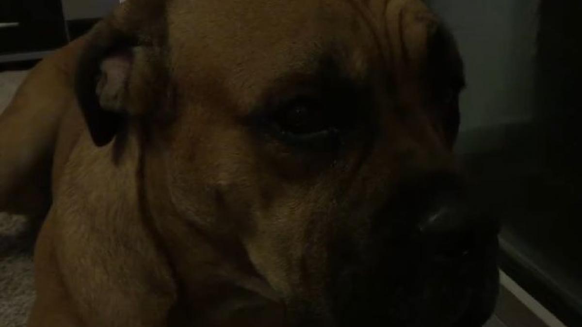 sinteza zilei viralul care sintetizeaza prestatia cristinei guseth in comisii