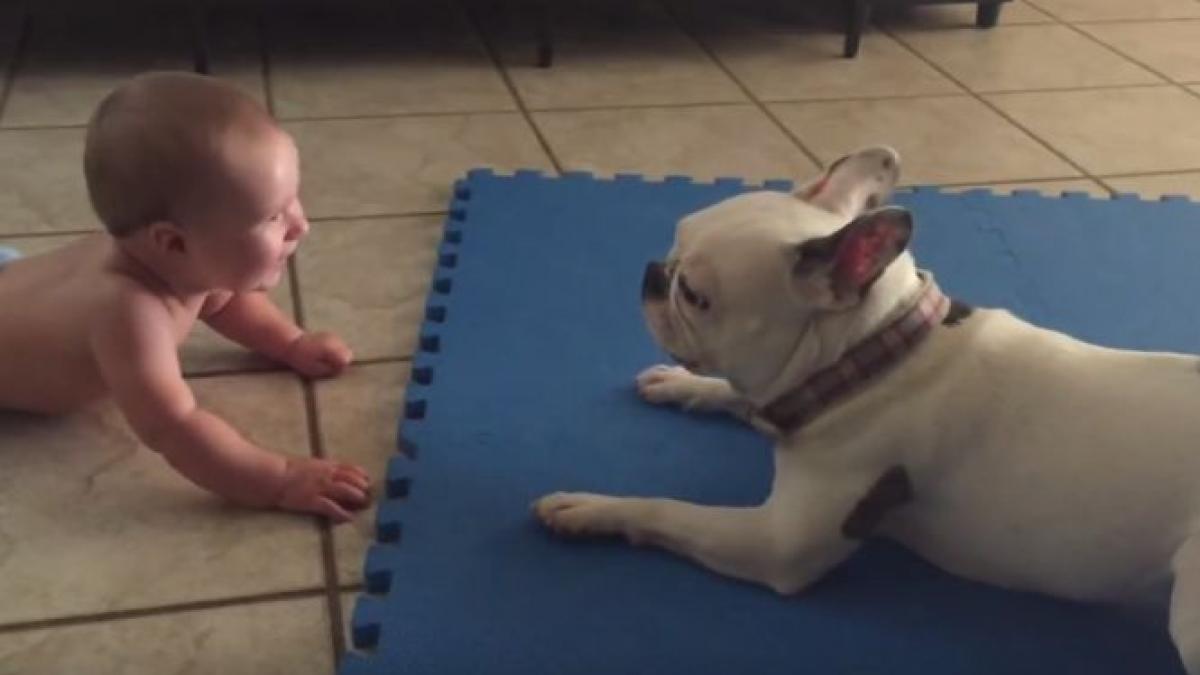 dragoste de bulldog ce face un catel cand isi aude micul stapan razand