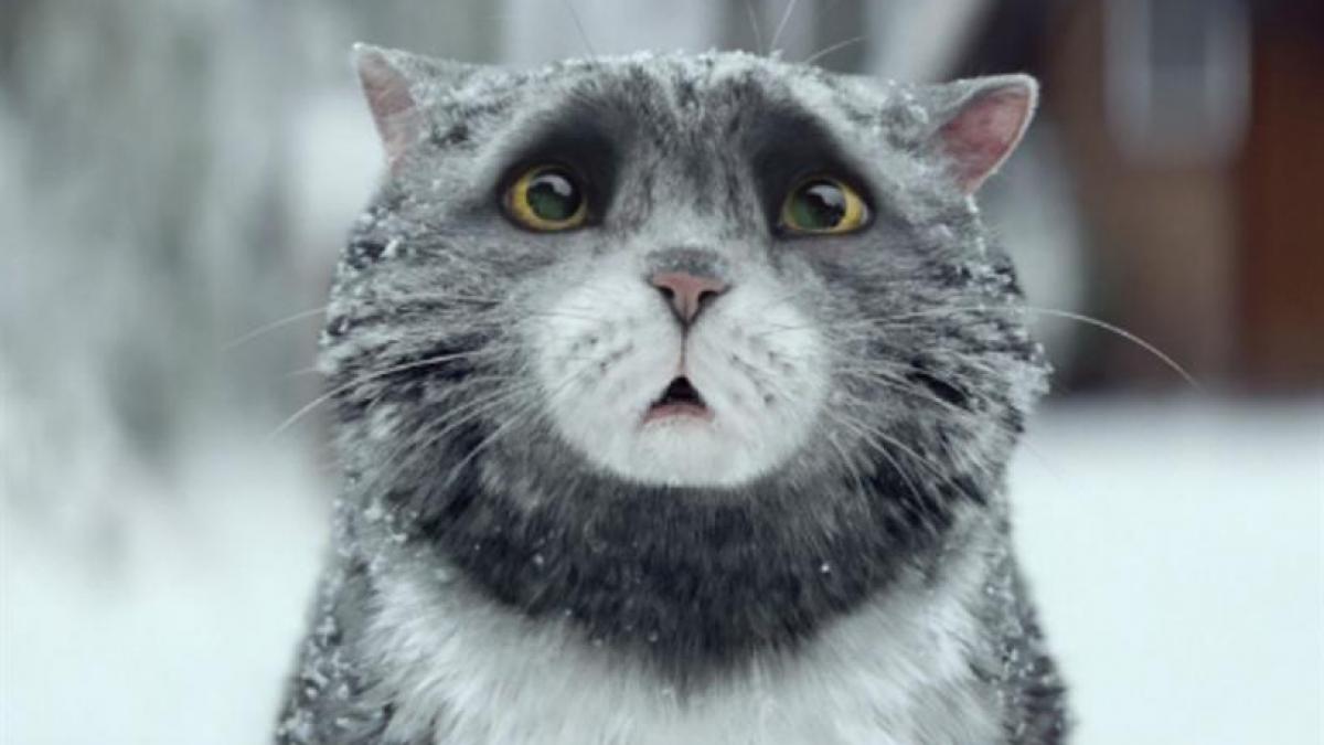 o pisica transforma craciunul intr o catastrofa vezi cea mai frumoasa reclama de sarbatori video