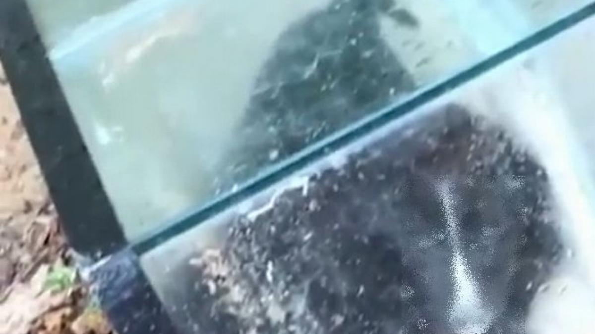 catel parau padure acvariu socant