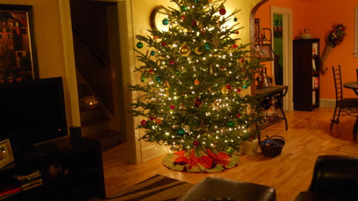 cum te poate imbolnavi bradul de craciun