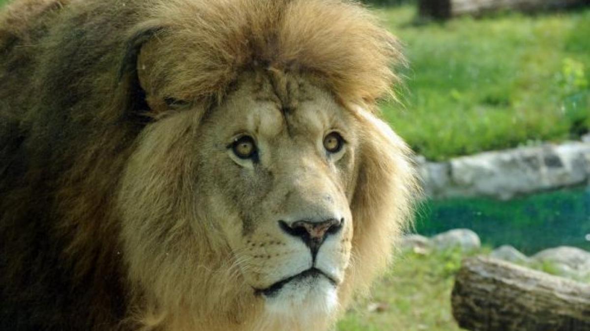 femeie muscat leu zoo