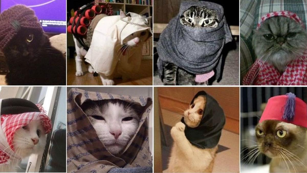 raspuns inedit pisici