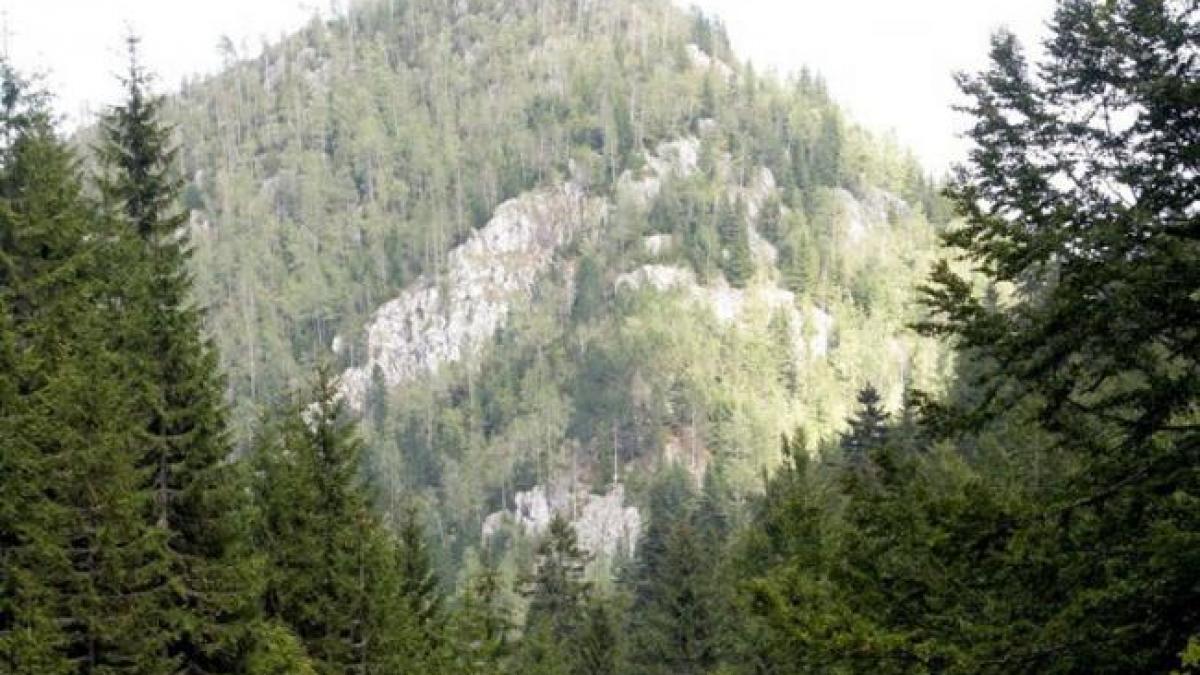 supravietuire munte padure