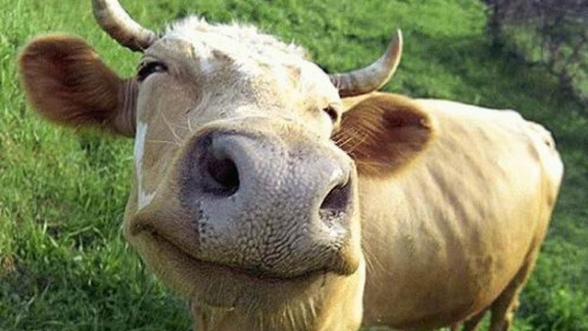 ca la noi la nimeni o vaca a distrus zeci de metri de trotuar