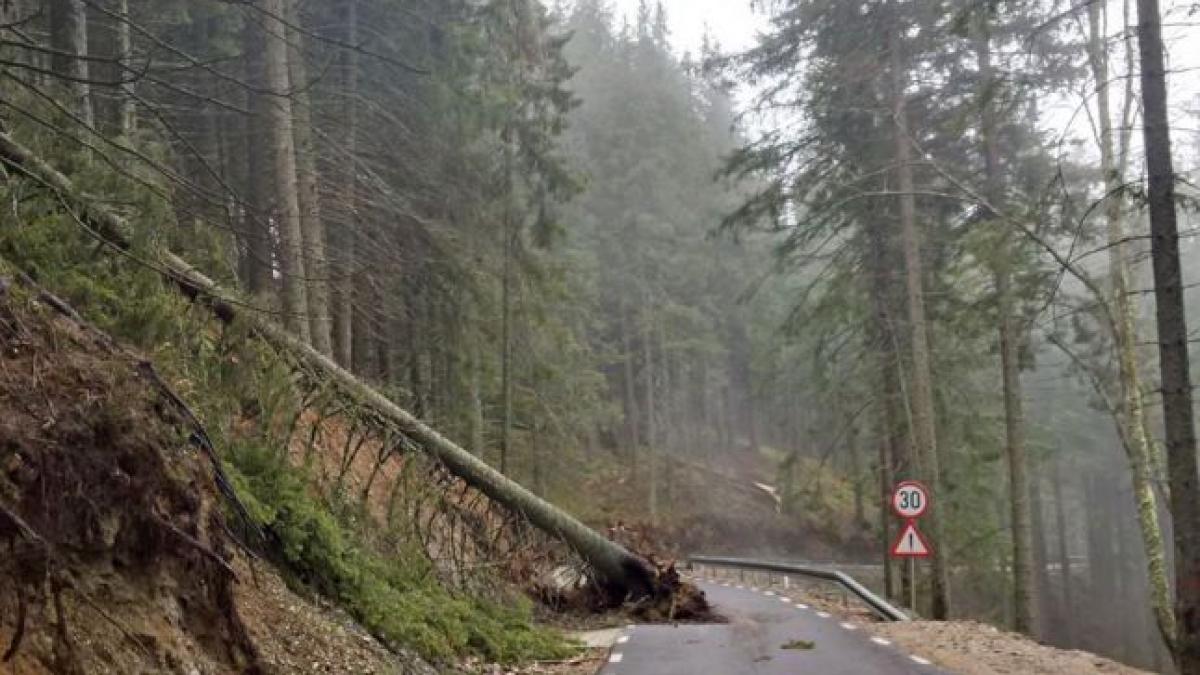cea mai frumoasa sosea din moldova a fost distrusa de o furtuna
