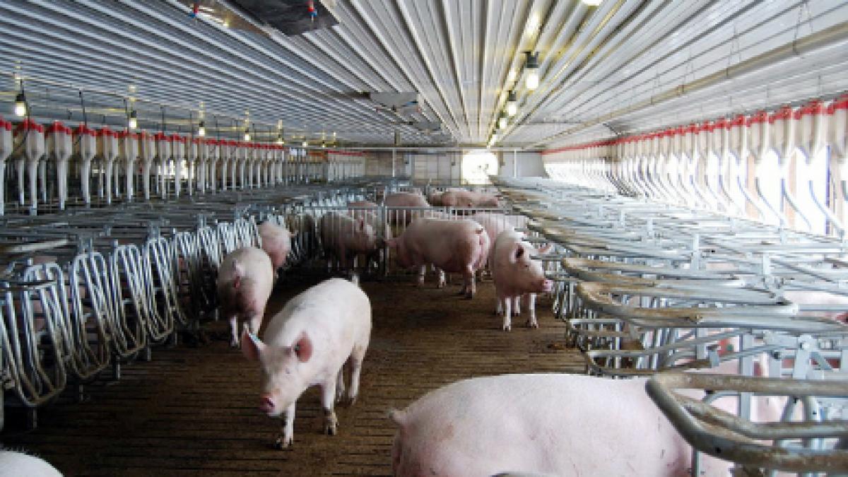 alerta pesta porcina africana a ajuns la granitele romaniei