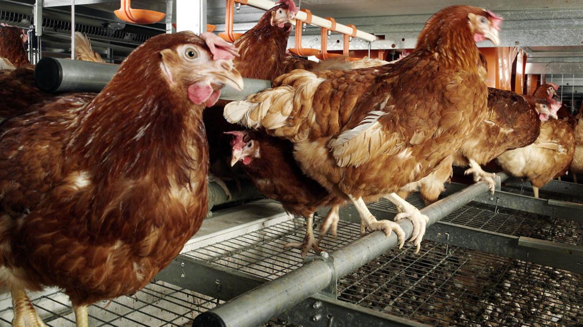 revine gripa aviara primul caz dupa 8 ani