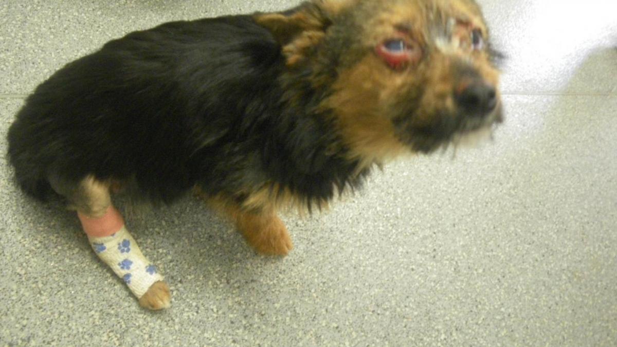 caz socant au furat un caine i au administrat droguri i au rupt gatul l au ars si l au lasat sa