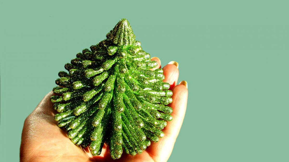 cum poti sa cumperi un brad de craciun fara sa te simti vinovat pentru taierea lui