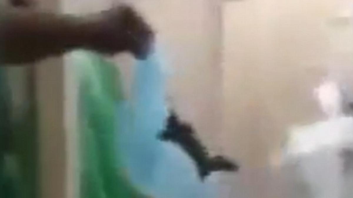 momentul ingrozitor in care un sobolan este scos din incubatorul unui bebelus nascut prematur pe