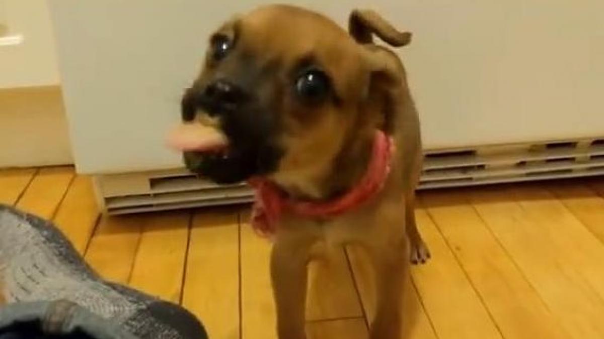 video cum reactioneaza un catel la prima intalnire cu untul de arahide