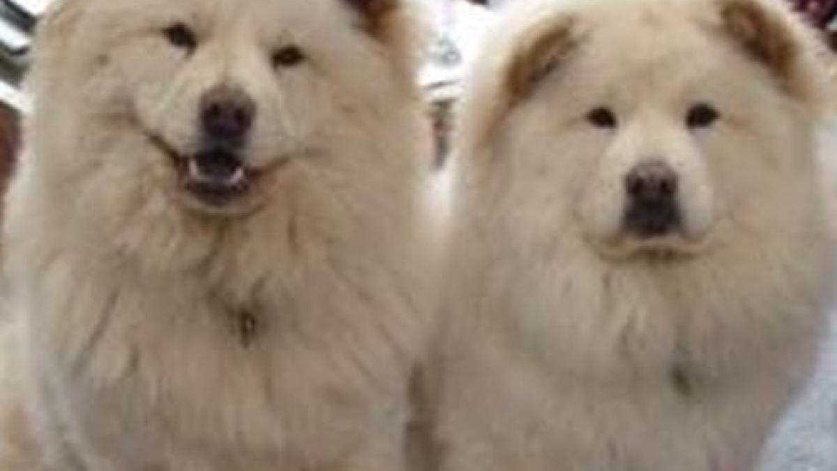 par nevinovati dar ce au facut acesti catei in casa ar scoate din sarite pe oricine