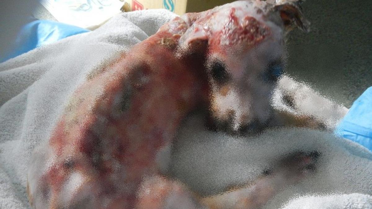 a fost fiert de viu pentru ca a ros un telefon