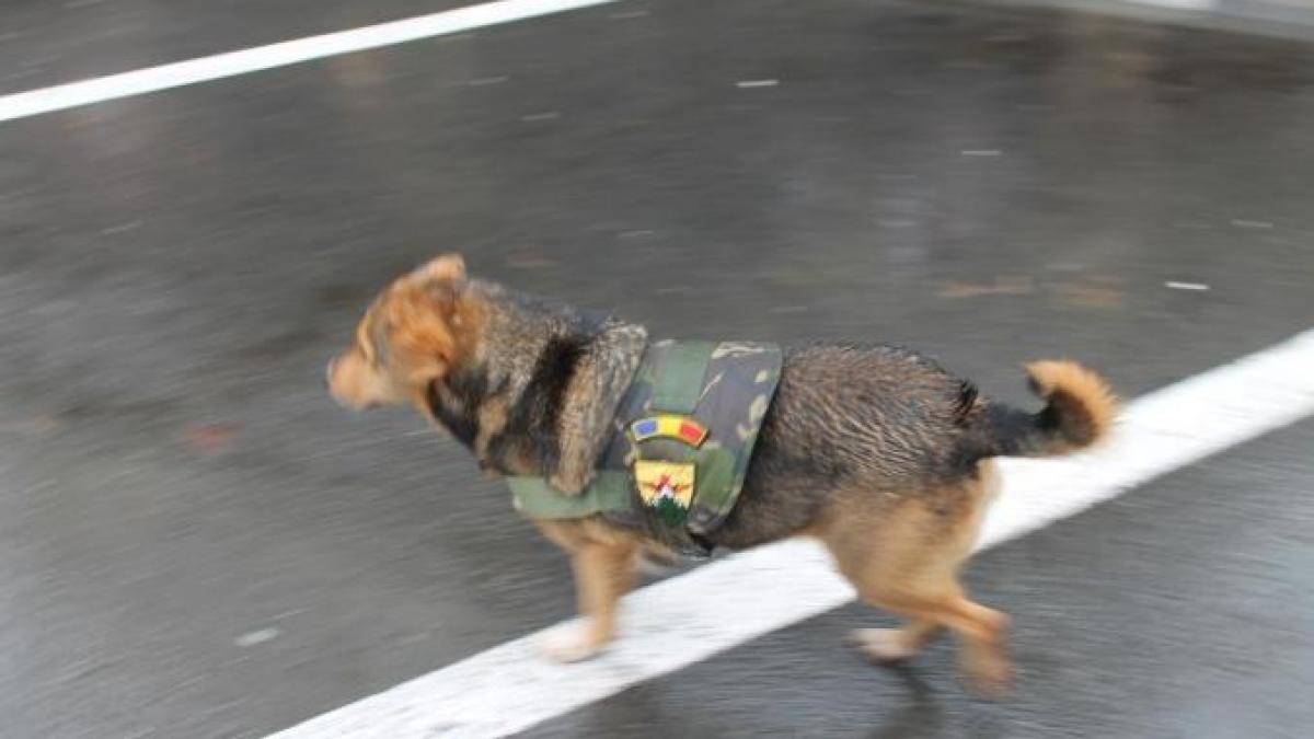 bobita cainele de trupa al militarilor bistriteni a facut senzatie cu uniforma de parada