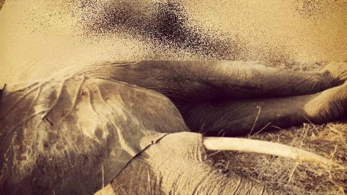 fotografia cu care printul harry a induiosat intreaga lume