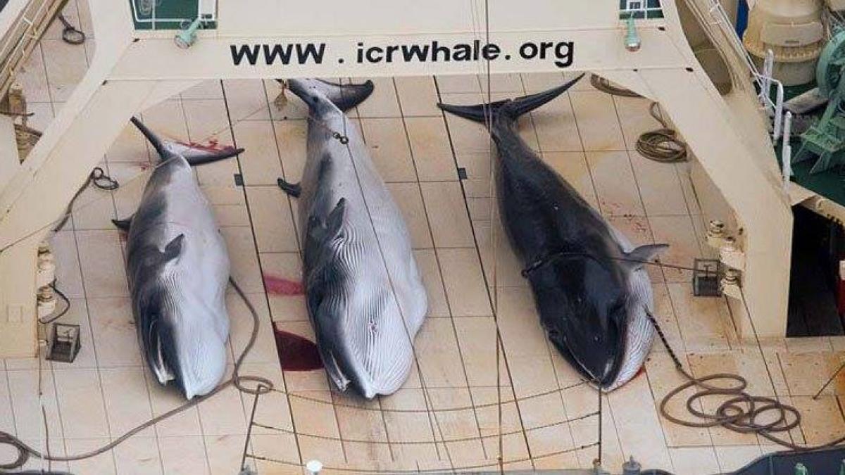 japonia vanatoare balene oceanul antarctic