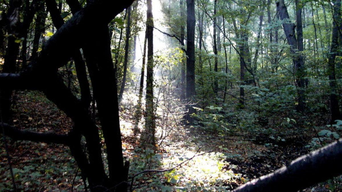 cu cate paduri se mandreste romania la aceasta ora cat s a taiat si ce a mai ramas