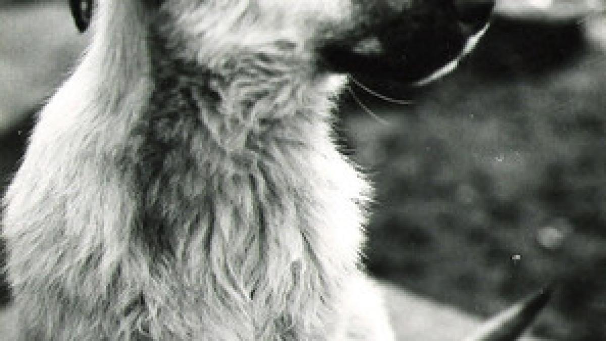 eveniment sangeros in iasi animalele ucise cu sange rece pe o proprietate privata