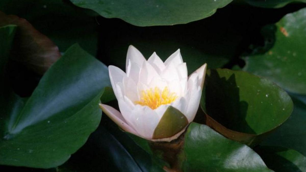 baile felix 1 mai foraje