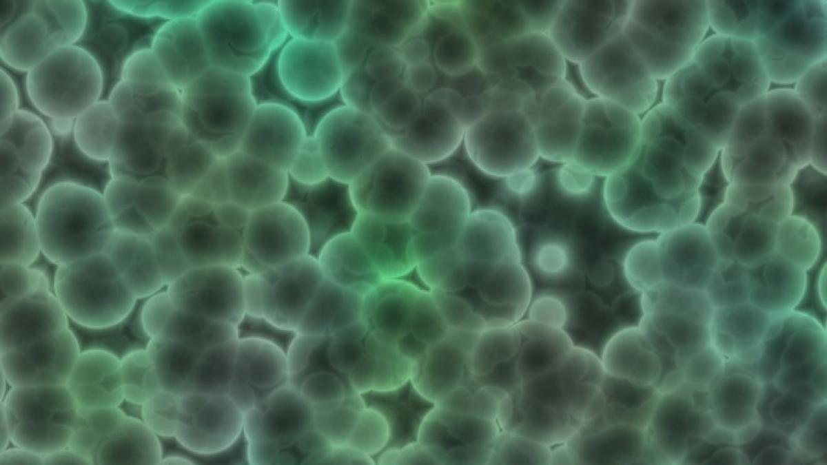 cercetatorii au descoperit o superbacterie rezistenta la toate antibioticele