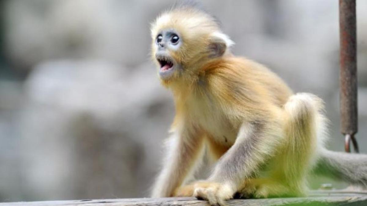 maimutele omor calugar budist