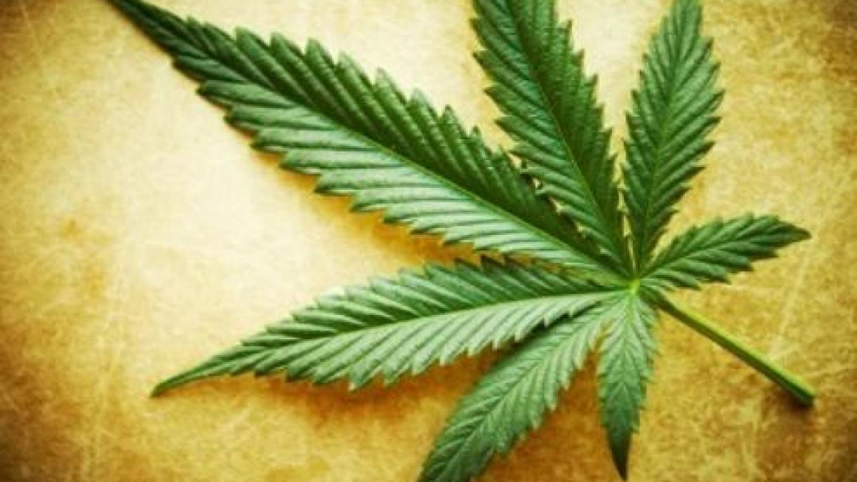 socant trei tipuri de marijuana comercializate in farmacii