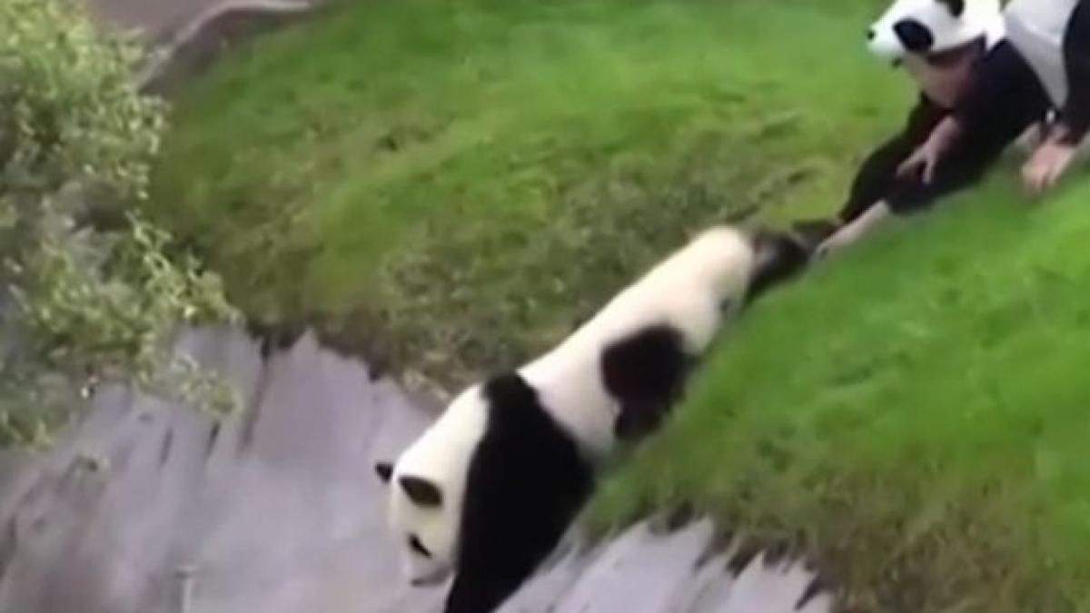 un panda cu personalitate cum le a dat de furca ingrijitorilor de la gradina zoologica