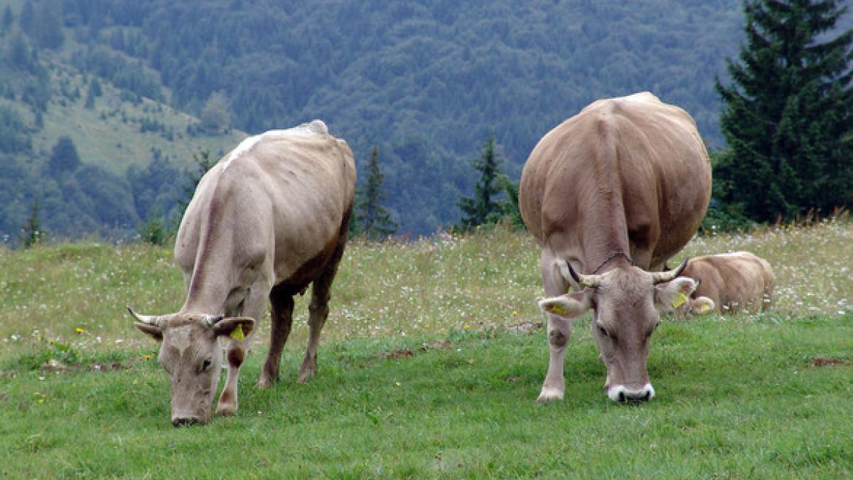 am importat cu 20 mai mult lapte decat anul trecut