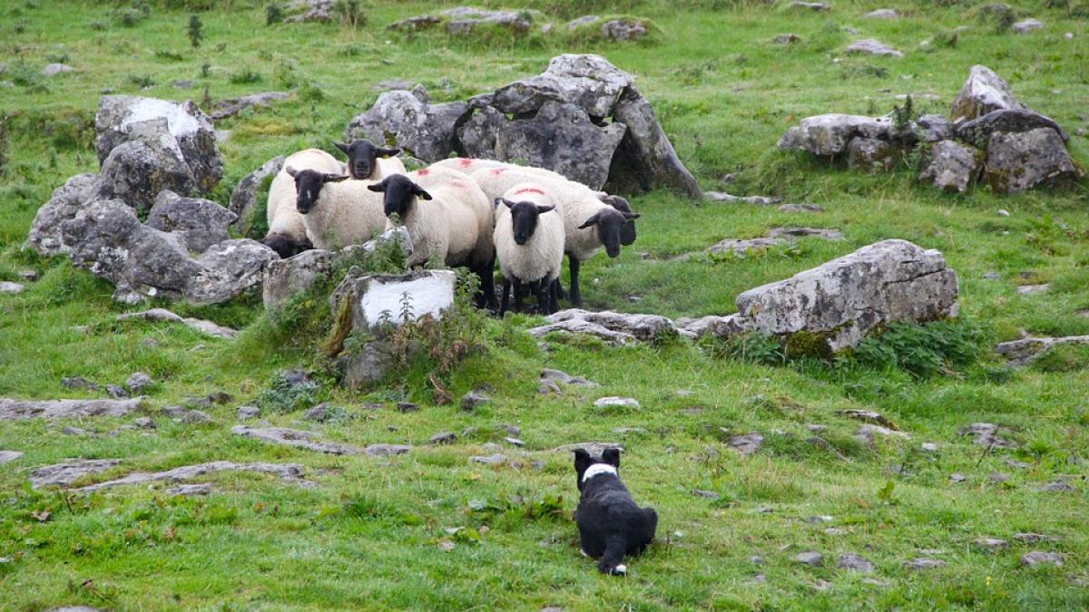 parlamentarii au decis prin lege cati caini au voie sa aiba ciobanii la stana